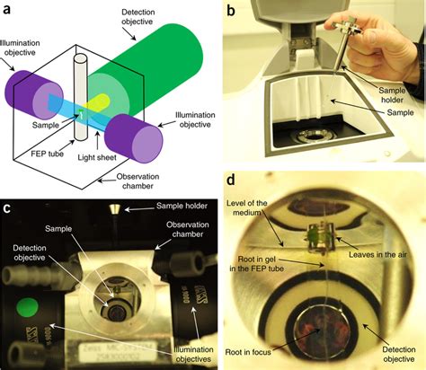 Basic Description Of The Light Sheet Microscopy And Stage For Sample