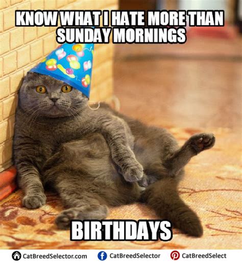 Happy Birthday Cat Memes Cat Breed Selector