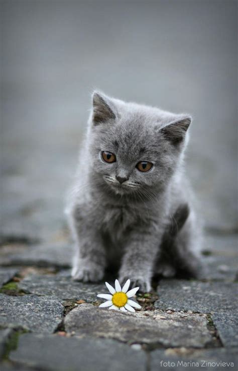 Baby Kitty Russian Blue And Grey On Pinterest
