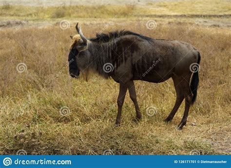 Wildebeest In Ngorongoro Crater Tanzania Stock Image Image Of