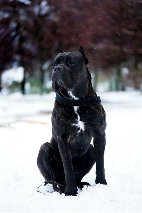 27 Italian King Cane Corso Dogs Picture Bleumoonproductions