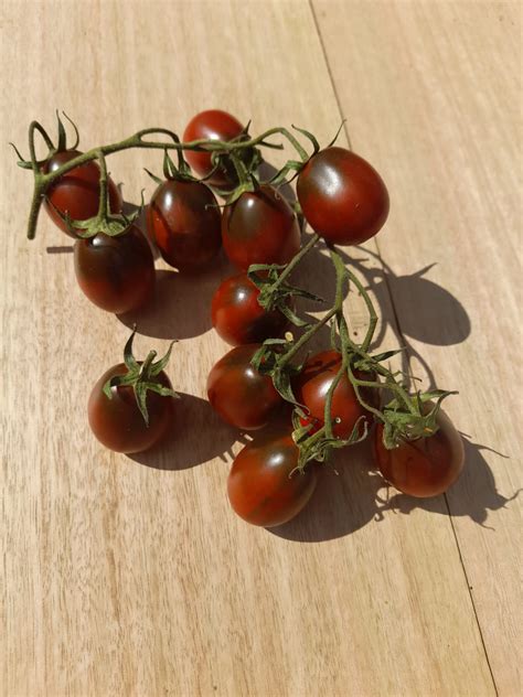 Tomato Black Plum Seedfreaks