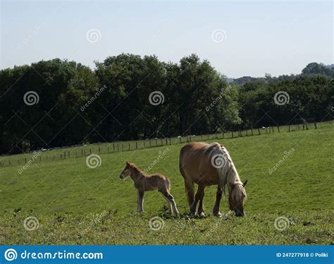 Horse With Foals Grazing In The Green Meadows Stock Photo Image Of