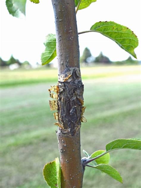 12 Common Apple Tree Diseases And How To Treat Them Rhythm Of The Home