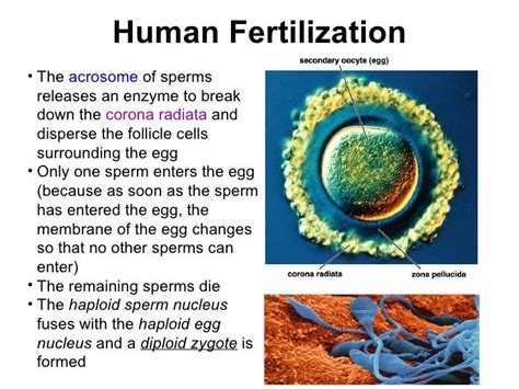 Chapter 17 Reproduction In Humans Lesson 3 Sexual Intercourse Ferti