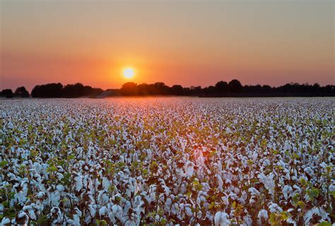Cotton Field Near Osceola Arkansas William Dark Photography