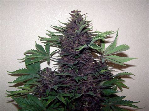 Buddha Purple Kush All About Cannabis