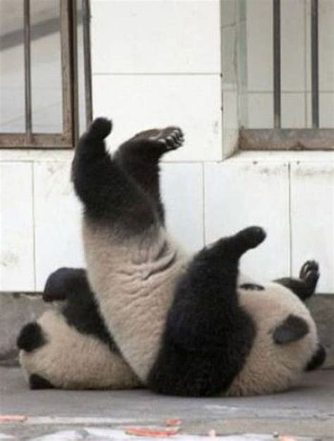 Panda Falls Down Barnorama