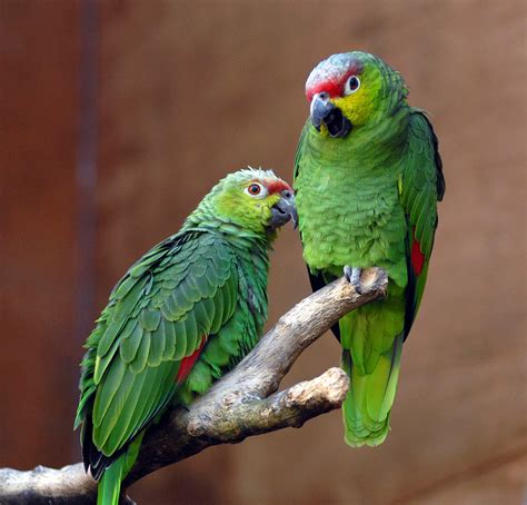 Two Green And Red Parrots On Tree Trunk Ecuadorian Amazon Hd Wallpaper
