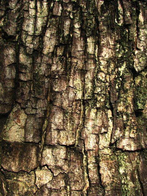 Tree Bark Texture Tree Bark Texture Tree Bark Tree