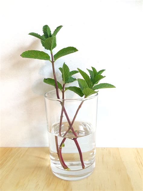 How To Grow Mint In A Glass Of Water Small Green Things
