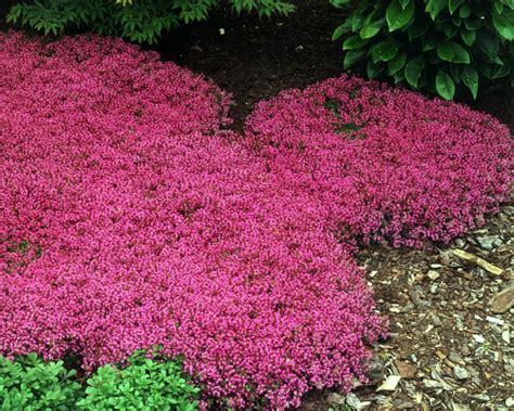 How To Grow And Care For Red Creeping Thyme Hgtv