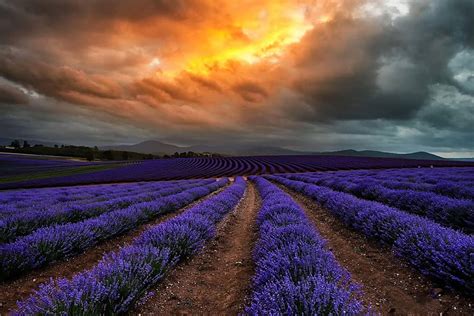 1920x1080px 1080p Free Download Lavender Field In Tasmania