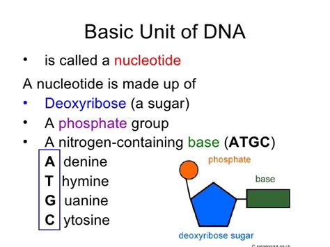 The basic unit of dna. Chapter 20 Molecular Genetics Lesson 1 - Structure of DNA