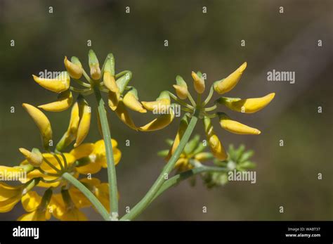 Coronilla Juncea Legumbre Plant De Hermosas Flores De Color Amarillo