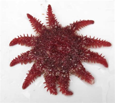 Echinoderms Biodiversity Of The Central Coast