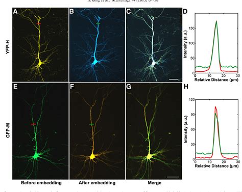 Figure 1 From Continuously Tracing Brain Wide Long Distance Axonal