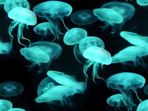 It is one of the cheapest and easiest ways to stay in touch with your friends and family members. Jellyfish GIF - Find & Share on GIPHY