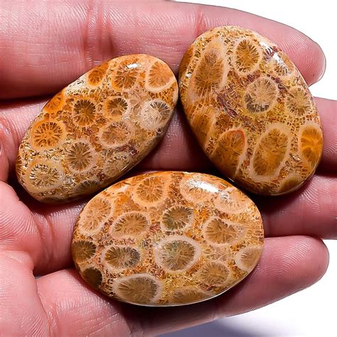 3 Pieces Natural Fossil Coral Cabochons Lot 20x34mm To 25x36mm Etsy