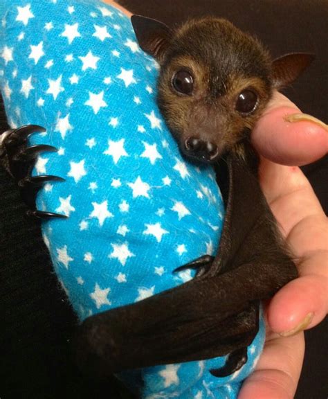 Too Cute Baby Bat
