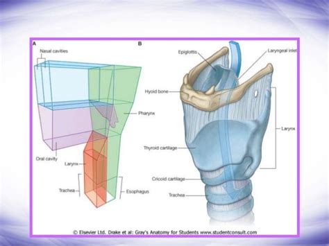 Larynx Structure And Function