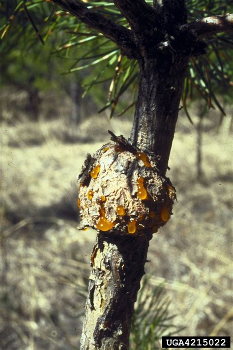 Eastern Pine Gall Rust Cronartium Quercuum