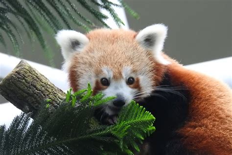 Press Room Feisty Red Panda Moves Into Giant Panda Forest