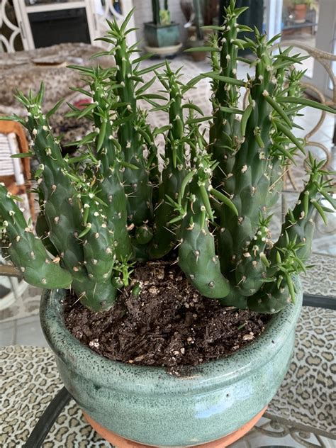 Austrocylindropuntia Subulata Eves Needle Cactus North Carolina