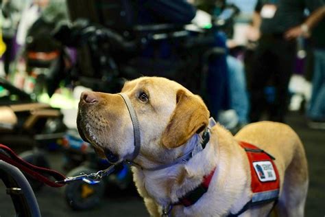 You can obtain one from a service dog organization that will train the dog for you, or you can train the dog yourself! Apply for a Service Dog | NEADS World Class Service Dogs