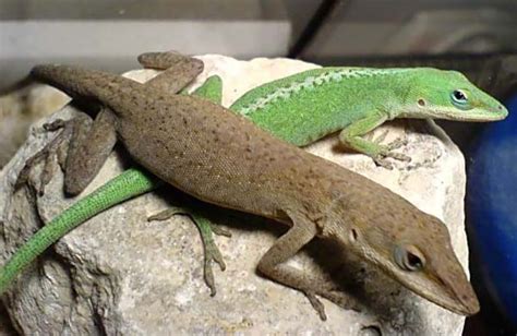 Green Anole Anolis Carolinensis Reptile