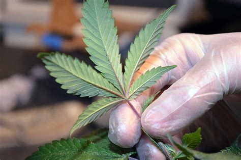 Table of contents the red spider mite and spider mites red spider mite infestation much harder to control immature spider mites look like the adults, only a bit smaller. Spider Mites: Get Rid of Them Quick! | Grow Weed Easy