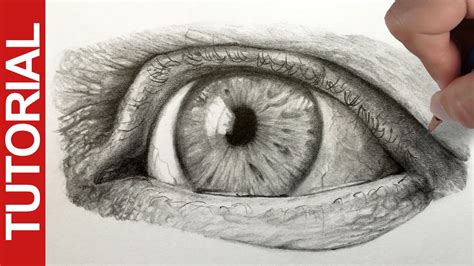 Its main feature is the. How to Draw a Realistic Eye - Graphite Pencil Tutorial ...