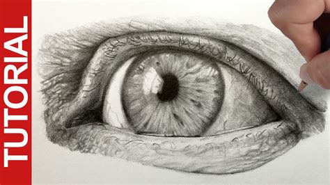 Pencil drawing a beginner's guide. How to Draw a Realistic Eye - Graphite Pencil Tutorial ...