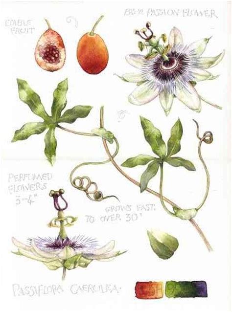 Passiflora Caerulea Clipart 20 Free Cliparts Download Images On