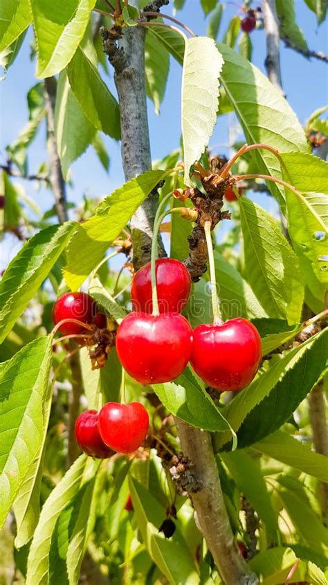 Cluster Of Ripe Cherries On Cherry Tree Stock Photo Image Of Nature