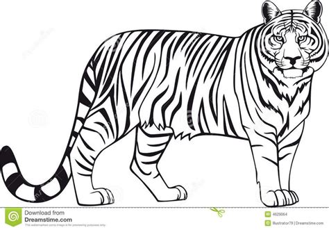 Desenhos para colorir Tigre para colorir Tigre desenho Esboços de