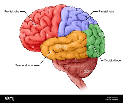 Una Ilustración De Los Cuatro Lóbulos Del Cerebro Frontal Rojo