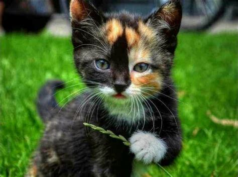 Shop our great selection of dolls & action figures & save. Black white ginger kitten | Cute and fluffy | Pinterest ...