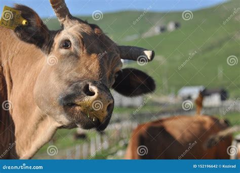 Grazing Cows In Georgia Lesser Caucasus Stock Photo Image Of Nose