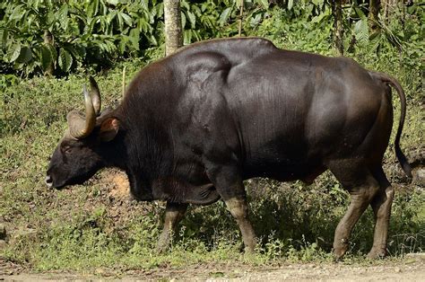 Indian Gaur ɡaʊər Bos Gaurus Also Called The Indian Bison Is The