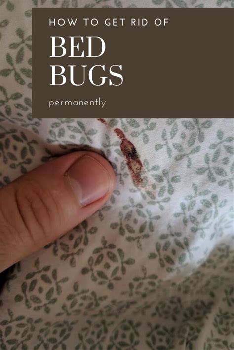 How To Get Rid Of Bed Bugs Permanently