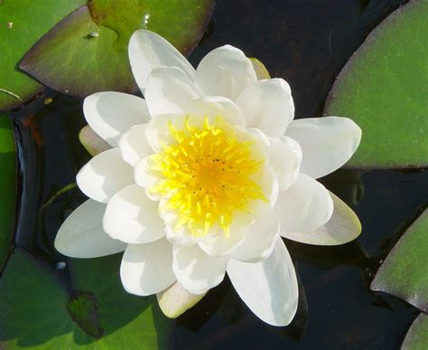 Lily Pad Flower Perennial Plants Perennials Flower Photos Lily Pads