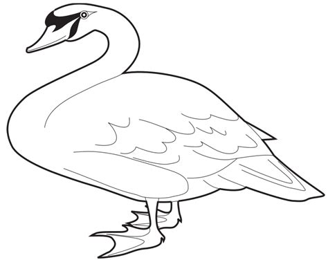 A Mute Swan Coloring Page Free Printable Coloring Pages