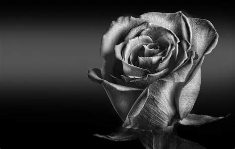 Black And White Rose Wallpaper Photos Cantik