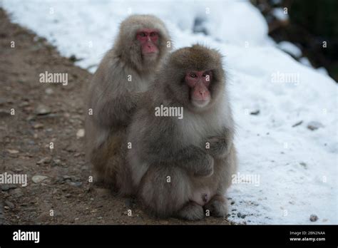 Japanese Macaque Monkey Macaca Fuscata Pair Grooming On Path By Snow