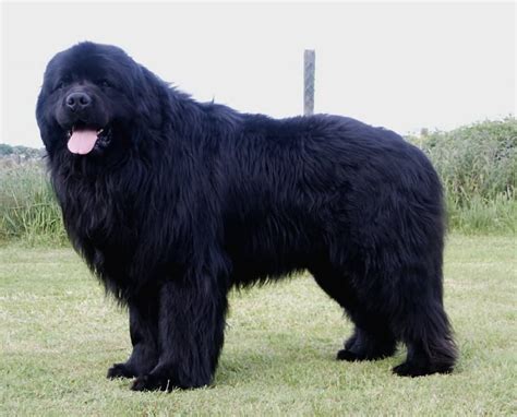 25 Awesome Newfoundland Dog Pictures And Photos Newfoundland Puppies