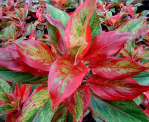 Check roots for signs of decay and remove as necessary. Identify Houseplant | Red Siam Aglaonema | AskJudy ...