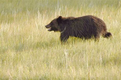 The Grizzly Bear Sprinting In The Grass 2 By Miss Tbones On Deviantart