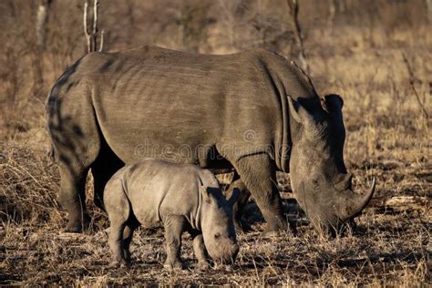 White Rhino And Baby Rhino Stock Photo Image Of Nature 131349914