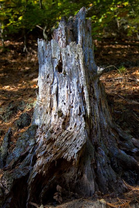 Free Stock Photo Of Old Tree Stump Download Free Images And Free